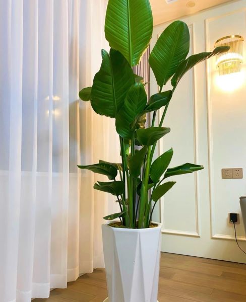 好养的大型绿植有哪些「好养的大型绿植有哪些 室内」_1